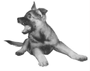 nitrospuppypicture.jpg